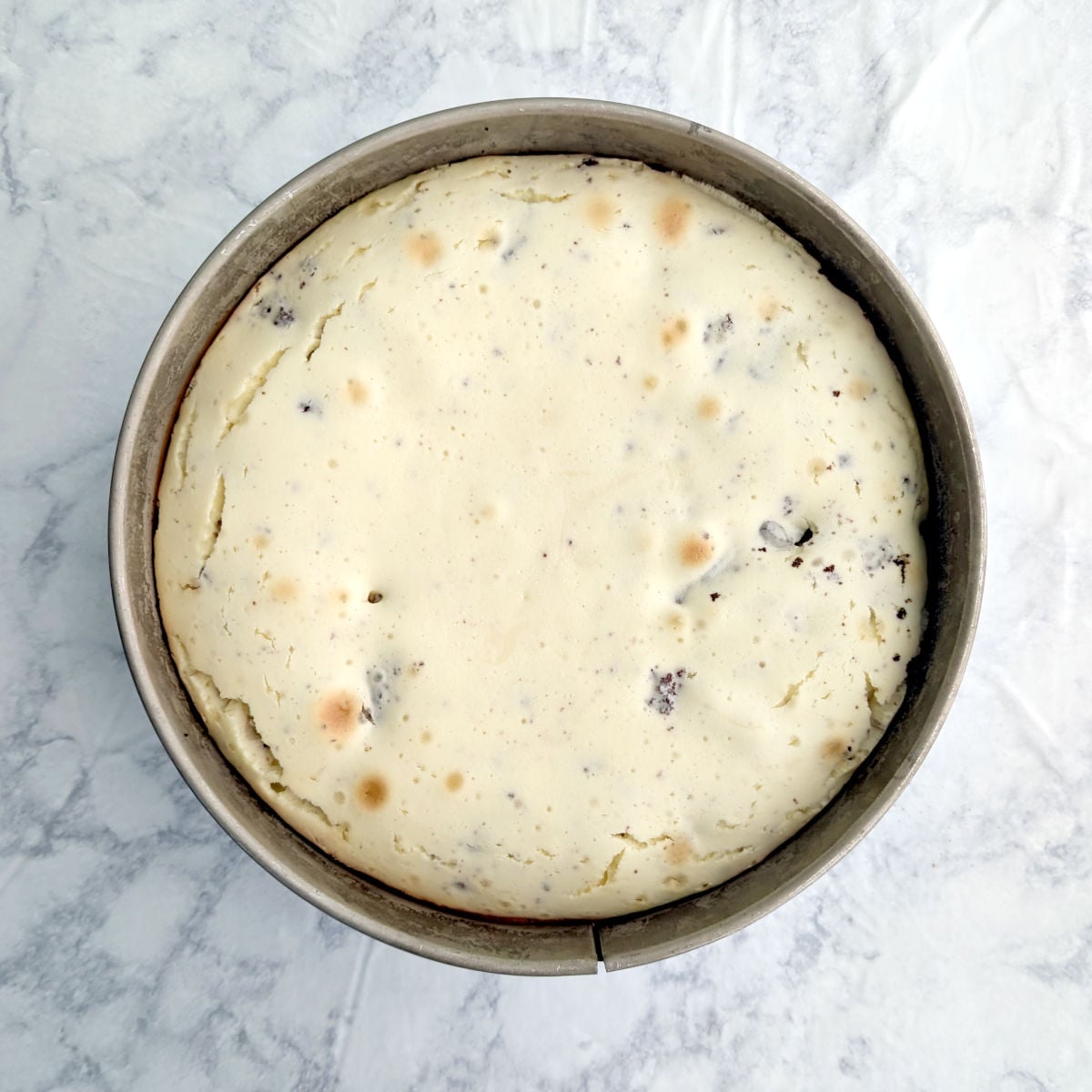 A fully baked brownie cheesecake in a Springform pan. The edges are still puffed up because it just came from the oven.